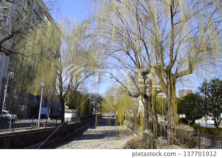 Willow trees along the Hirose River in Gunma Prefecture Willow trees along the Hirose River in Gunma Prefecture 137701912