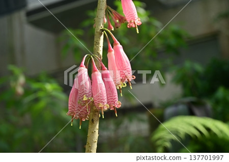 Agapetes grandiflora (Ericaceae family) evergreen shrub 137701997