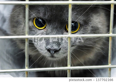 Homeless cat in a cage close up. Cat in animal shelter waiting for adoption. Homeless cat in a cage close up. Cat in animal shelter waiting for adoption. 137702166