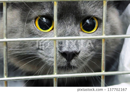 Homeless cat in a cage close up. Cat in animal shelter waiting for adoption. 137702167