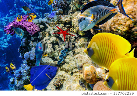 Underwater world in tropical ocean. Underwater world in tropical ocean. 137702259