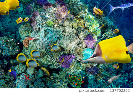 Underwater world in tropical ocean. Underwater world in tropical ocean. 137702263