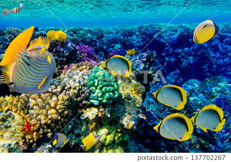 Underwater world in tropical ocean. Underwater world in tropical ocean. 137702267