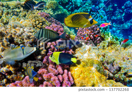 Underwater world in tropical ocean. Underwater world in tropical ocean. 137702268