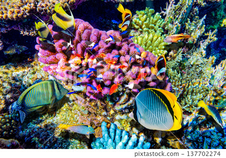 Underwater world in tropical ocean. Underwater world in tropical ocean. 137702274