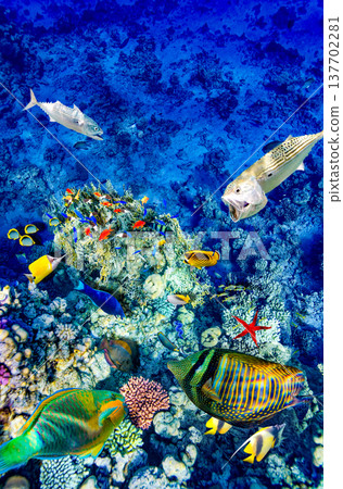 Underwater world in tropical ocean. Underwater world in tropical ocean. 137702281