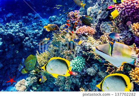 Underwater world in tropical ocean. Underwater world in tropical ocean. 137702282