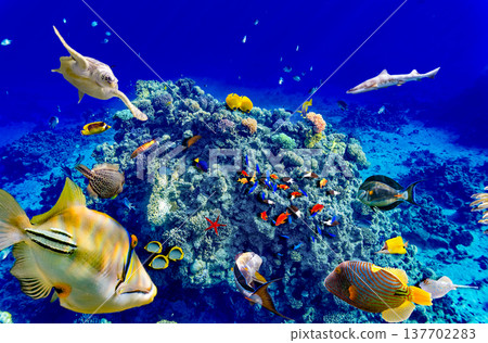 Underwater world in tropical ocean. 137702283