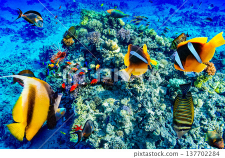 Underwater world in tropical ocean. 137702284