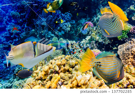 Underwater world in tropical ocean. Underwater world in tropical ocean. 137702285