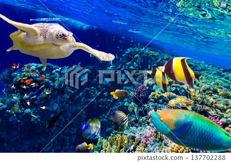Underwater world in tropical ocean. Underwater world in tropical ocean. 137702288