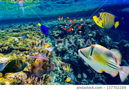 Underwater world in tropical ocean. 137702289