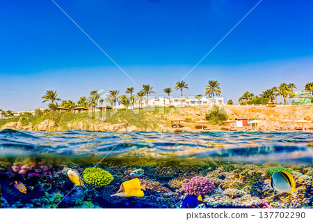 Underwater world in tropical ocean. Underwater world in tropical ocean. 137702290