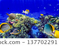 Underwater world in tropical ocean. 137702291
