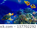 Underwater world in tropical ocean. 137702292