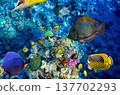 Underwater world in tropical ocean. 137702293