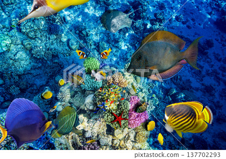 Underwater world in tropical ocean. Underwater world in tropical ocean. 137702293