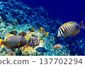 Underwater world in tropical ocean. 137702294