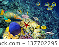 Underwater world in tropical ocean. 137702295