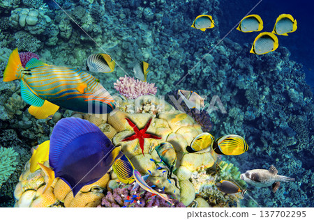 Underwater world in tropical ocean. 137702295