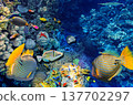 Underwater world in tropical ocean. 137702297