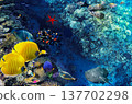 Underwater world in tropical ocean. 137702298