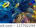 Underwater world in tropical ocean. 137702299