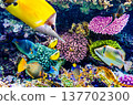 Underwater world in tropical ocean. 137702300