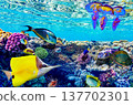 Underwater world in tropical ocean. 137702301