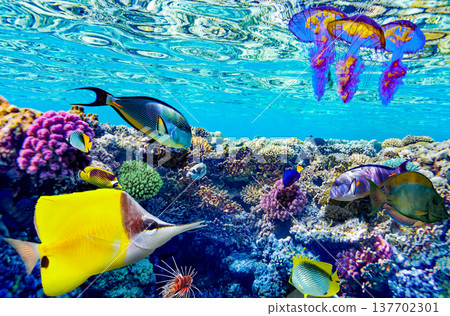Underwater world in tropical ocean. Underwater world in tropical ocean. 137702301
