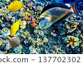 Underwater world in tropical ocean. 137702302