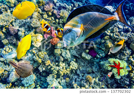 Underwater world in tropical ocean. 137702302