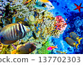 Underwater world in tropical ocean. 137702303
