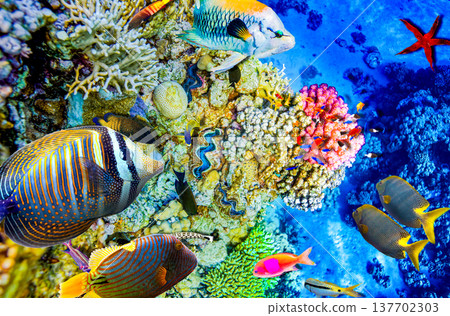 Underwater world in tropical ocean. 137702303