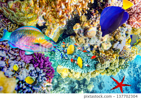 Underwater world in tropical ocean. Underwater world in tropical ocean. 137702304