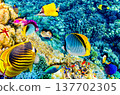 Underwater world in tropical ocean. 137702305