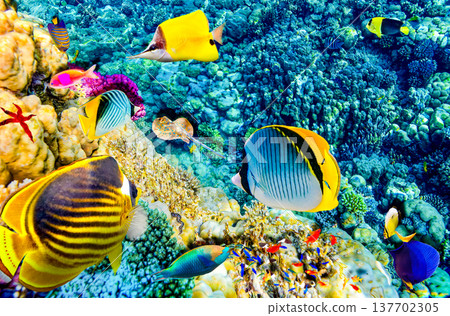Underwater world in tropical ocean. Underwater world in tropical ocean. 137702305