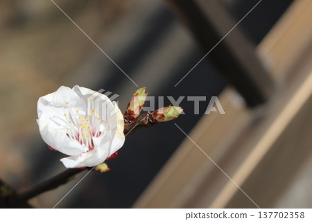 white plum blossom white plum blossom 137702358