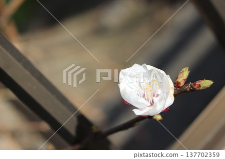 白梅花 白梅花 137702359