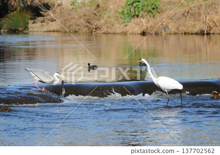 Great blue herons and great egrets hunting for fish in the river 137702562