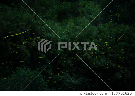 三重縣:螢火蟲翩翩起舞的景象-夏日風光 三重縣:螢火蟲翩翩起舞的景象-夏日風光 137702629