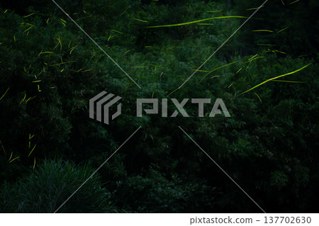 Mie Prefecture: Scenes of fireflies dancing - Summer image 137702630