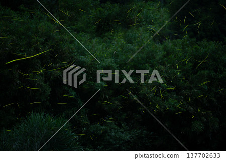 Mie Prefecture: Scenes of fireflies dancing - Summer image Mie Prefecture: Scenes of fireflies dancing - Summer image 137702633