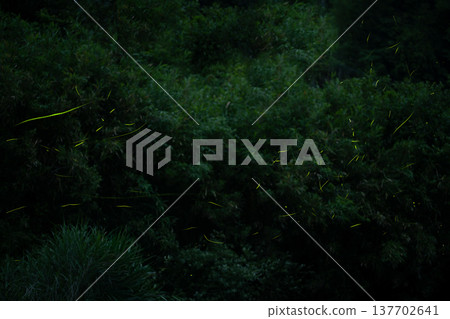 三重縣:螢火蟲翩翩起舞的景象-夏日風光 三重縣:螢火蟲翩翩起舞的景象-夏日風光 137702641