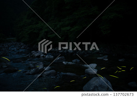 Mie Prefecture: Scenes of fireflies dancing - Summer image 137702673