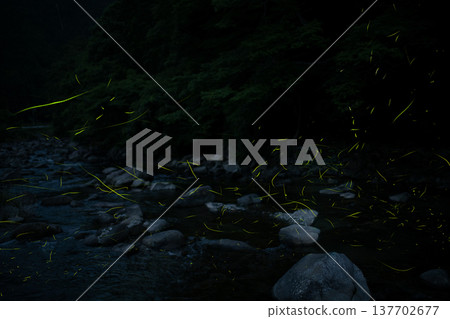 Mie Prefecture: Scenes of fireflies dancing - Summer image Mie Prefecture: Scenes of fireflies dancing - Summer image 137702677