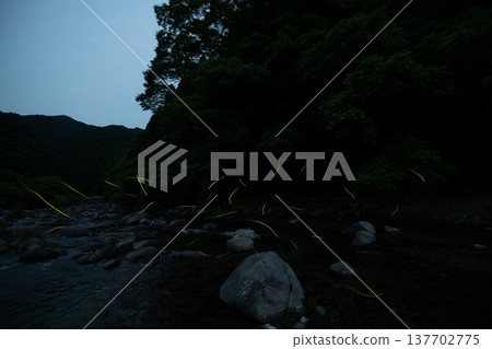 Mie Prefecture: Scenes of fireflies dancing - Summer image 137702775