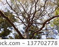 Looking up at a large tree from below. (Japanese Red Pine) 137702778