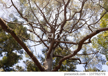 Looking up at a large tree from below. (Japanese Red Pine) Looking up at a large tree from below. (Japanese Red Pine) 137702778