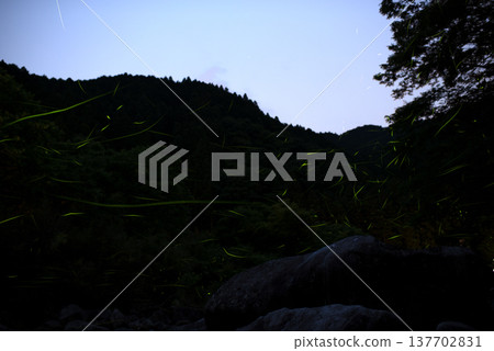 三重縣:夏日星空,螢火蟲翩翩起舞的景象。 三重縣:夏日星空,螢火蟲翩翩起舞的景象。 137702831